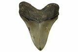 Serrated, Fossil Megalodon Tooth - North Carolina #328102-1